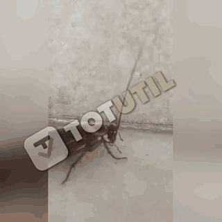 03 GIF gandaci