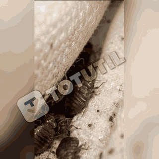 04 GIF universal
