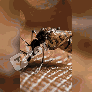 05 GIF tantari muste