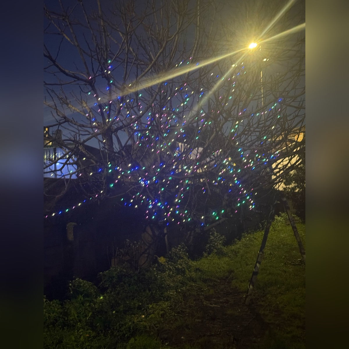copac din curte înfășurat cu o instalație LED multicoloră, noaptea